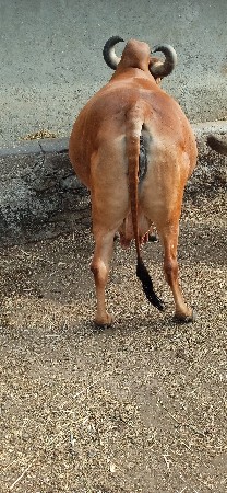 ગાય વેચવાની