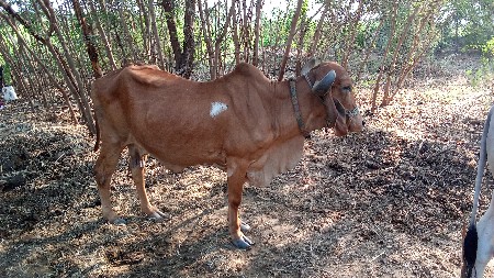 ગાય વેશ્વાન ની સે
