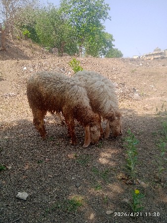 દોઢ વર્ષના બે ઘેટા છે