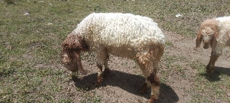 थंबनेल 3