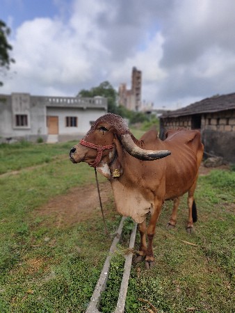 ગીર ગાય વેચવાની છે