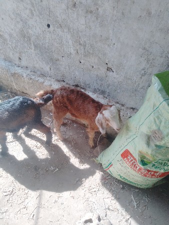 ek Bakri ne be bacha Deewana se