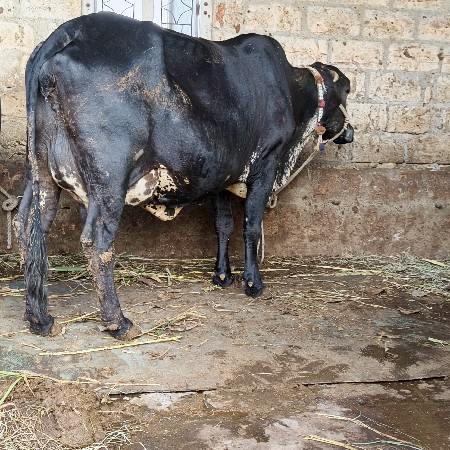 ગિર ક્રોસ ગાય વેસવાનિ છે