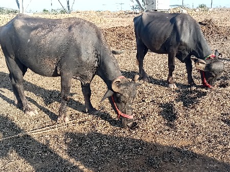 थंबनेल 3