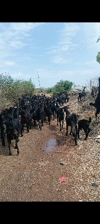 બકરા વેચવાના છે50