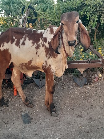 વેચવા નો છે