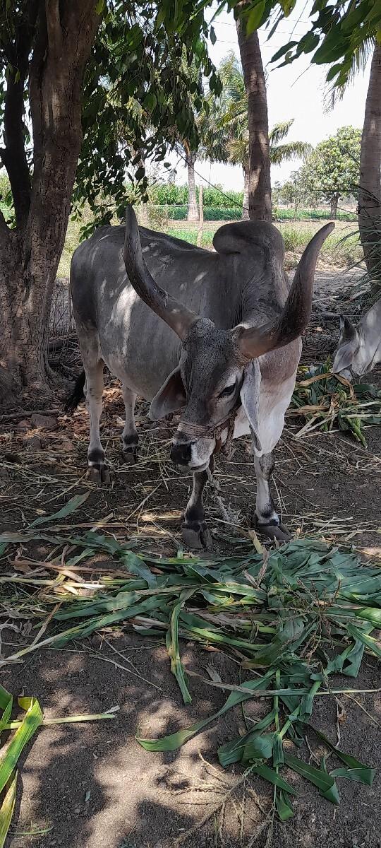 બળદ વેચવાનો છે
