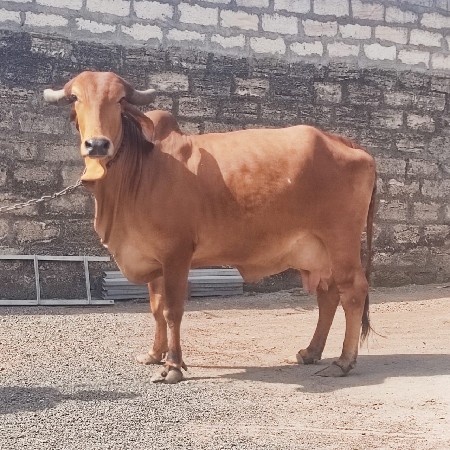 થંબનેલ 3