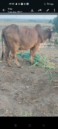 gay pchr gir desi soji 3vetr