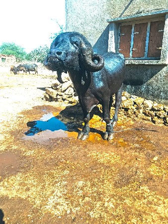 थंबनेल 2