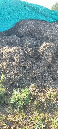 માંગોટુ માંડવી નું 
9 વીઘા નું