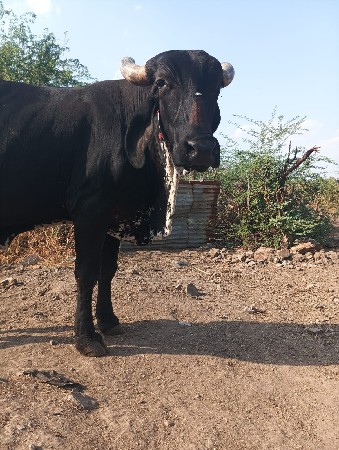 આગાય વૈશવાનીછે