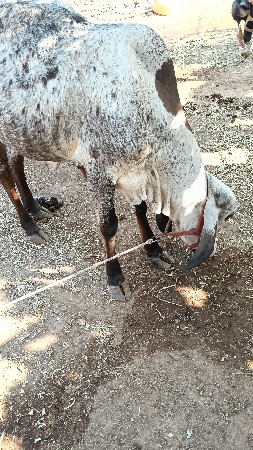 લીલડી ગીર વાસડી