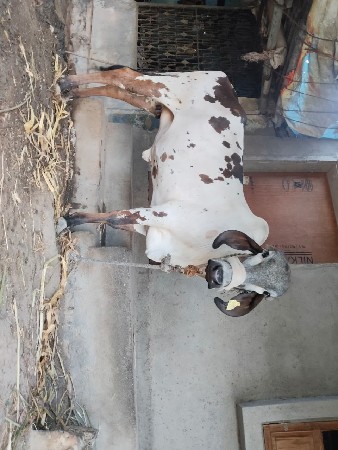 थंबनेल 3