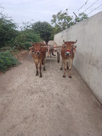 थंबनेल 3