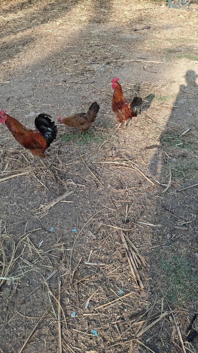 2 deshi kukda vechvana che