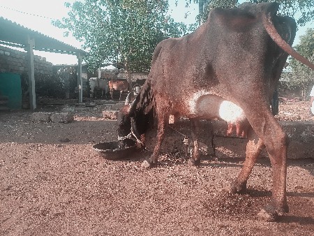 ગાય વેચવાની છે 5/6/દિવસની કાચી