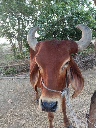 ગાય વેચવાની છે