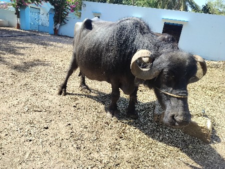 ભેંસ વેચવા ની છે