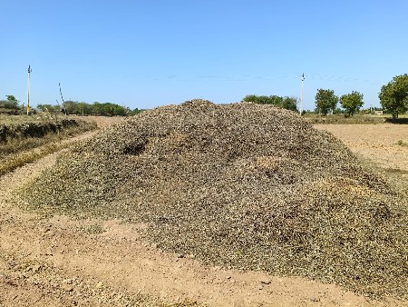 માડવી નો ભુકો વેચવાનો છે