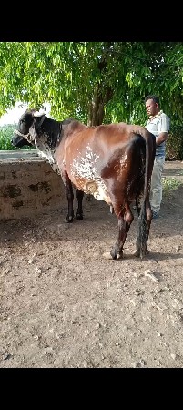 ગાય વેચવાની છે