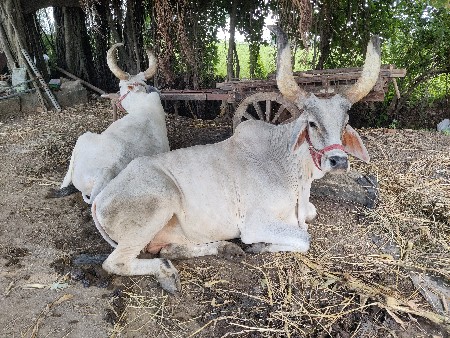 જવાબદારી વાળા બળદ છે