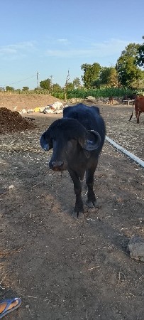 थंबनेल 3