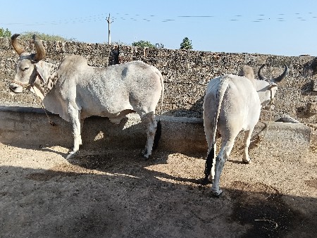 બળદ વેચવાના છે