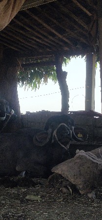 ખળેલી વેચવાની છે