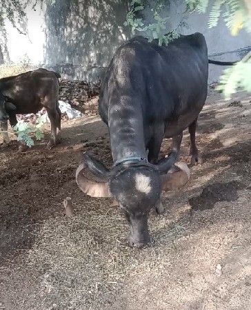 ભેંસ  વેસવની સે