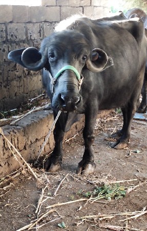 थंबनेल 2