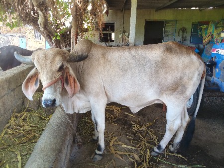 ગાય વેચવાની છે