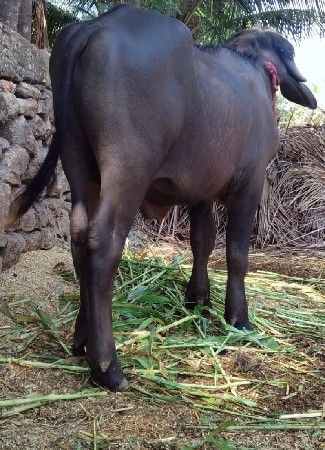 પાડો વેચવાનો છે