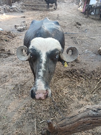 ભેશ વેચવાની શે