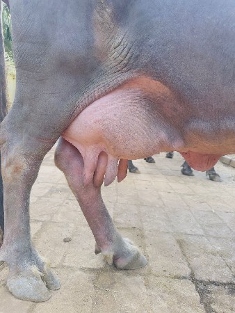 થંબનેલ 2