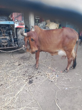 ગાય વેચવાની છે