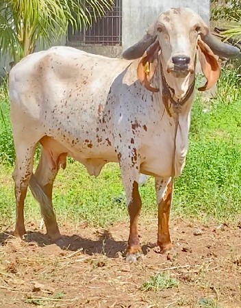 ઓરિજિનલ ગીર ગાય વેસવાની સે