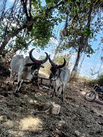 ગોધલા વેચવાના છે