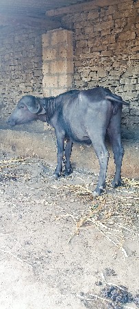 थंबनेल 4