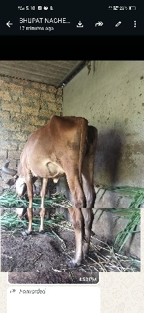 ગાય વેચવા ની છે