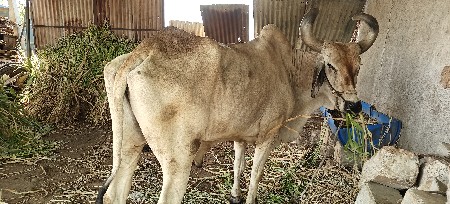 બળદ વેચવાનો છે