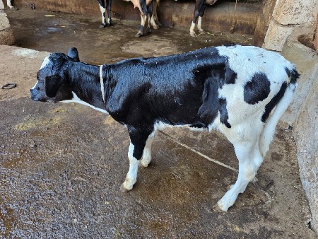 थंबनेल 3