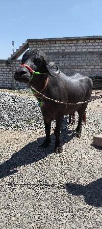 મોરવાડા