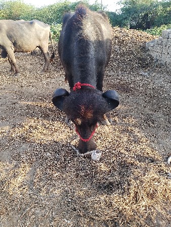 ખડેલી વેચવાનીછૈ