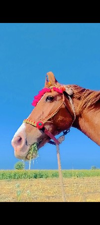 આ ઘોડી વેસવા ની છે