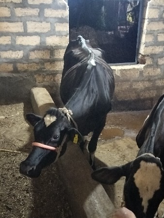 5 SF વેચવાની છે