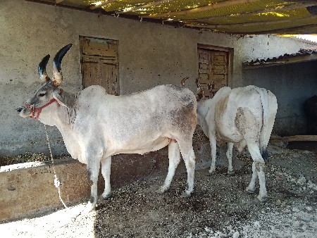બળદ વેચવા નાં સે