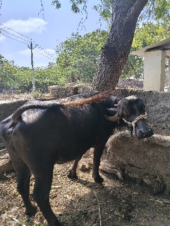 આ ભેંસ વેચવાની છે