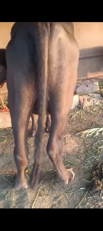 2 varsha ni khadeli vechavani