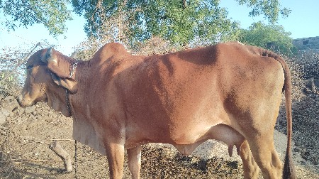 થંબનેલ 2